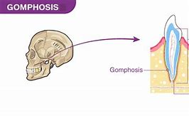 Image result for Fibrous Joints Easy Diagranm