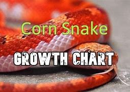 Image result for Corn Snake Age Chart