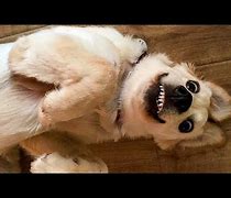 Image result for Funny Dog V