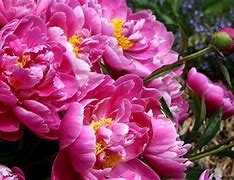 Image result for Pink Rare Flpwers