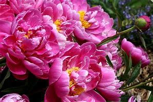 Image result for Bright Pink Lilies