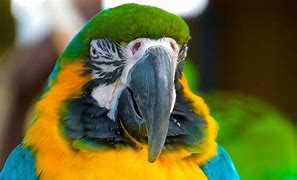 Image result for Bird Beak Open