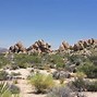 Image result for Grasses of the Mojave Desert