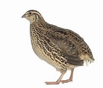 Image result for Quail Pixabay ABC