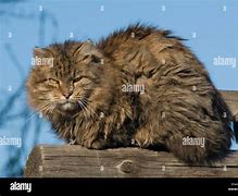 Image result for Scruffy Black Cat