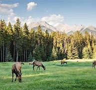 Image result for Wildlife On Banff Golf Course