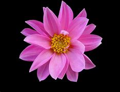 Image result for Singular Pink Flower