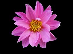 Image result for Pink Long Flowers