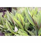 Image result for Curcuma Zedoaria