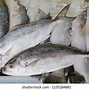 Image result for Trevali Fish