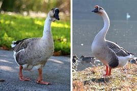 Image result for Chinese Geese