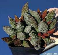 Image result for Adromischus Cactus