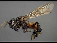 Image result for Eating a Bee