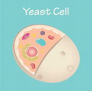 Image result for Yeast Cell Drawing