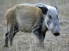 Image result for African Bushpig