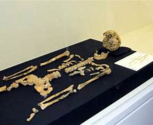 Image result for Oldest Human Skeleton Found