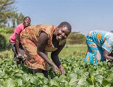 Image result for Africa Farmland