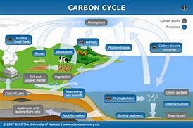 Image result for Basic Carbon Cycle Diagram