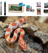 Image result for Gold Dust Corn Snake