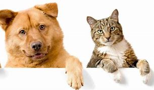 Image result for Cat EA/RD Dog