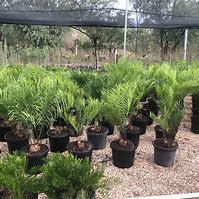 Image result for Zamia Elegantissima