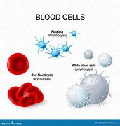 Image result for blood cells