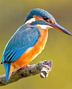 Image result for Kingfisher Color