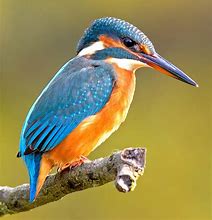 Image result for Kingfisher