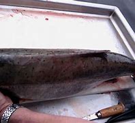 Image result for Adult Chinook Salmon