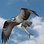 Image result for V1.0 Osprey