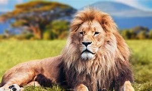 Image result for Lion Kitten