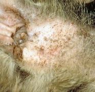 Image result for Cat Skin Diseases Infections