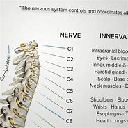 Image result for Thoracic Spinal Nerves Chart