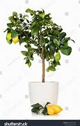 Image result for Drarf Lemon Tree in Pot