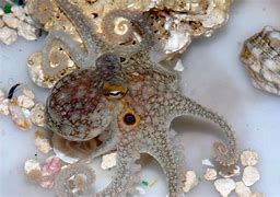 Image result for Octopus Bimaculoides