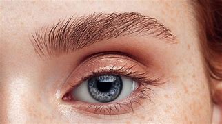 Image result for Human Eye with Eyebrow