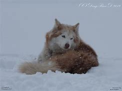 Image result for Proud Husky in the Snow