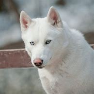 Image result for Black and White Huskey's