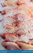 Image result for Red Tilapia Fish