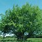 Image result for Calm Willow Tree