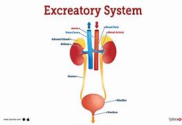 Image result for Structure of Excretory System