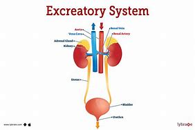 Image result for Male Excretory System Diagram