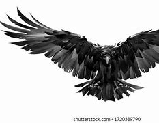 Image result for Photo of a Raven