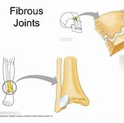 Image result for Fibrous Joints Easy Diagranm