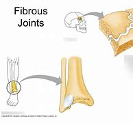 Image result for Fibrous Joint