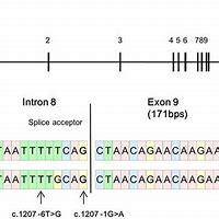 Image result for Cullin Protein Sequence