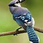 Image result for Birds for Kids