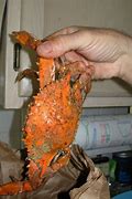 Image result for Maryland Steamed Crabs