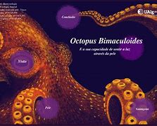 Image result for Octopus Bimaculoides