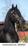 Image result for Black Welsh Cob